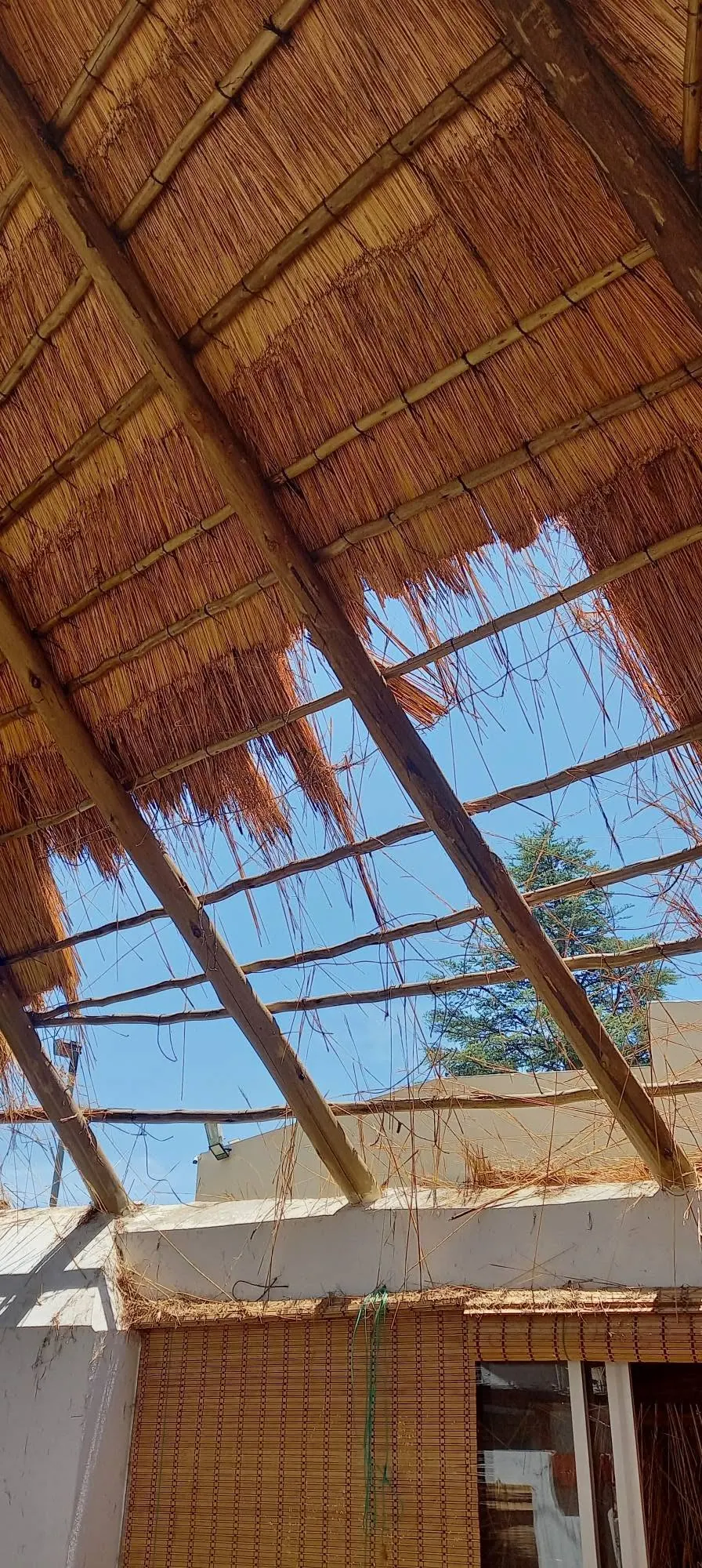 Underside of a thatch roof with timber beams